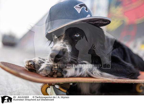 Australian Shepherd auf Skateboard / AH-02965