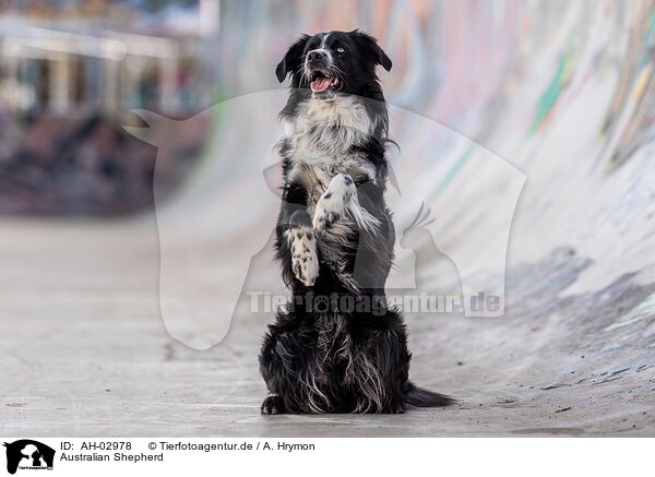 Australian Shepherd / Australian Shepherd / AH-02978