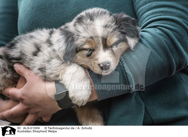 Australian Shepherd Welpe / Australian Shepherd Puppy / ALS-01069
