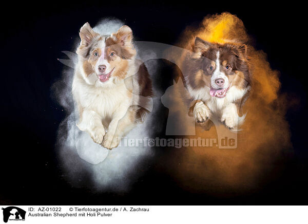 Australian Shepherd mit Holi Pulver / AZ-01022