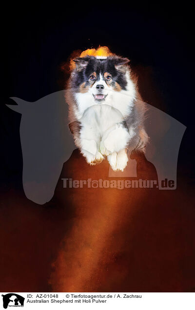 Australian Shepherd mit Holi Pulver / Australian Shepherd with holi powder / AZ-01048