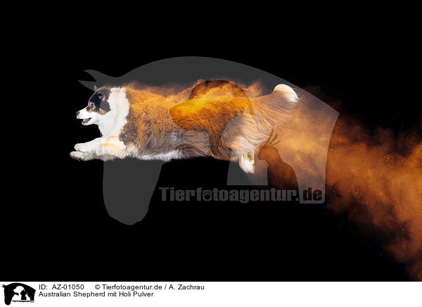 Australian Shepherd mit Holi Pulver / Australian Shepherd with holi powder / AZ-01050