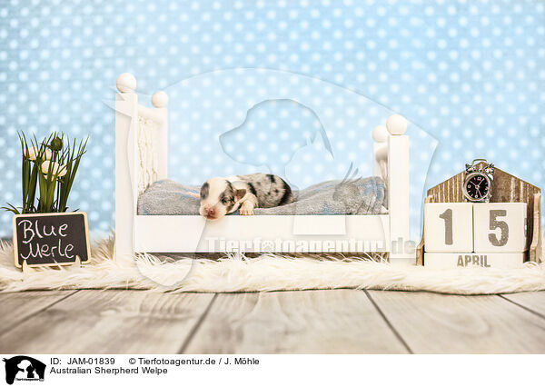 Australian Sherpherd Welpe / Australian Sherpherd Puppy / JAM-01839