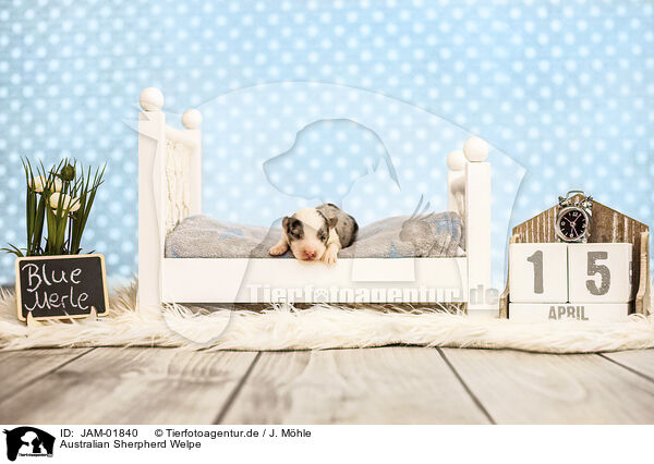 Australian Sherpherd Welpe / Australian Sherpherd Puppy / JAM-01840