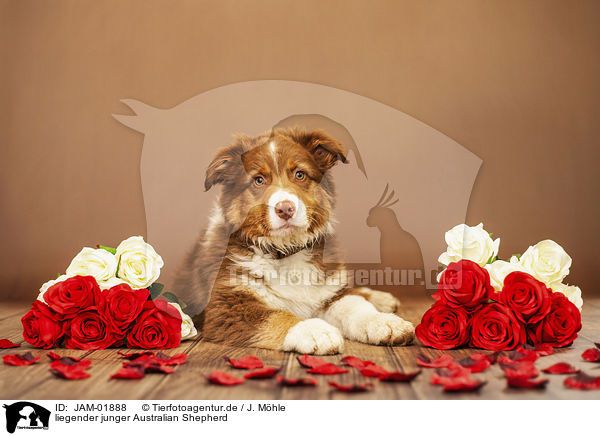 liegender junger Australian Shepherd / JAM-01888