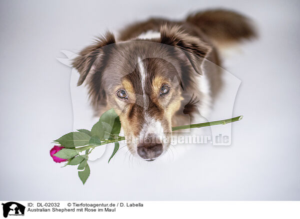 Australian Shepherd mit Rose im Maul / DL-02032