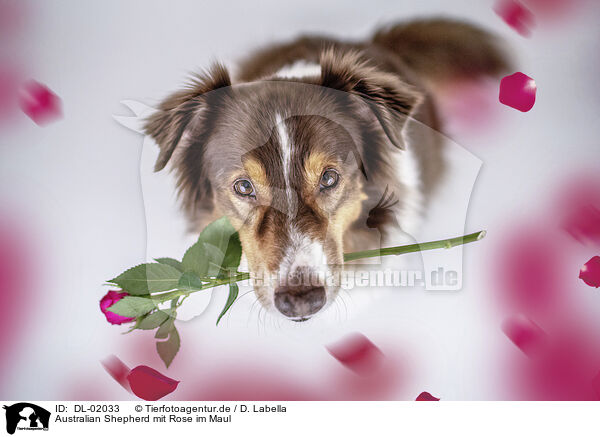 Australian Shepherd mit Rose im Maul / DL-02033