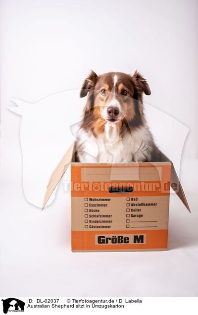 Australian Shepherd sitzt in Umzugskarton / Australian Shepherd sits in moving box / DL-02037