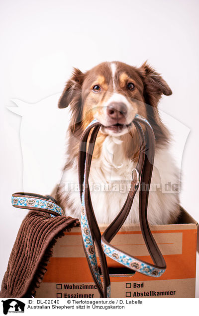 Australian Shepherd sitzt in Umzugskarton / Australian Shepherd sits in moving box / DL-02040