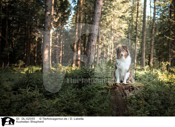 Australian Shepherd / Australian Shepherd / DL-02055