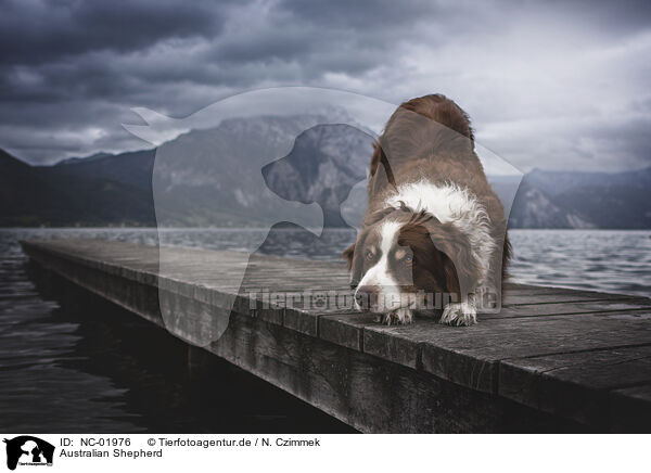 Australian Shepherd / Australian Shepherd / NC-01976