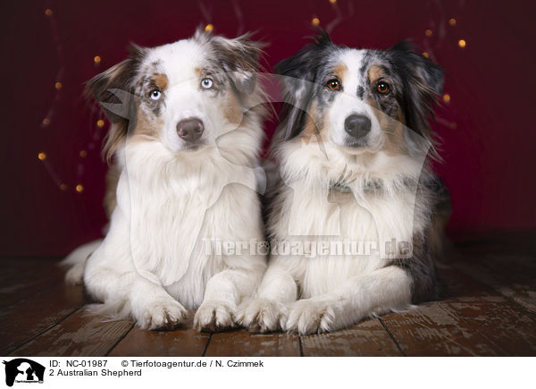 2 Australian Shepherd / 2 Australian Shepherd / NC-01987