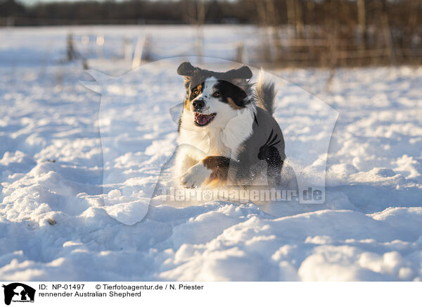 rennender Australian Shepherd / running Australian Shepherd / NP-01497
