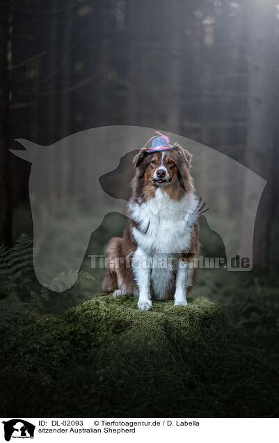 sitzender Australian Shepherd / sitting Australian Shepherd / DL-02093