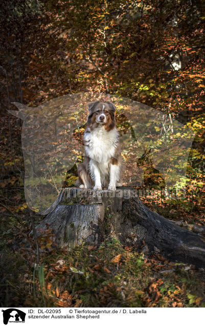sitzender Australian Shepherd / sitting Australian Shepherd / DL-02095