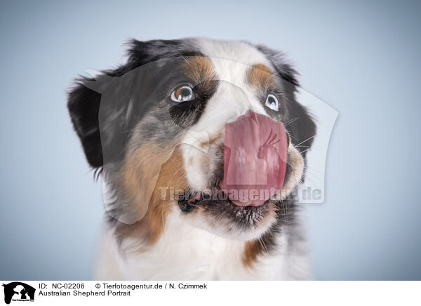 Australian Shepherd Portrait / NC-02206