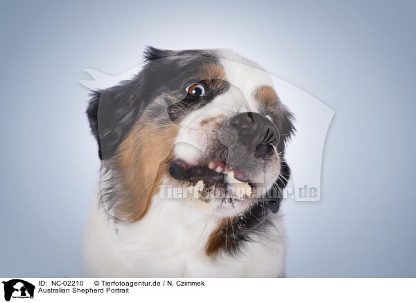 Australian Shepherd Portrait / NC-02210