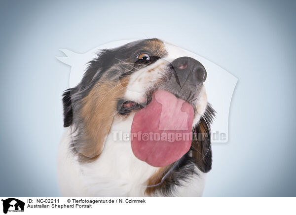 Australian Shepherd Portrait / NC-02211