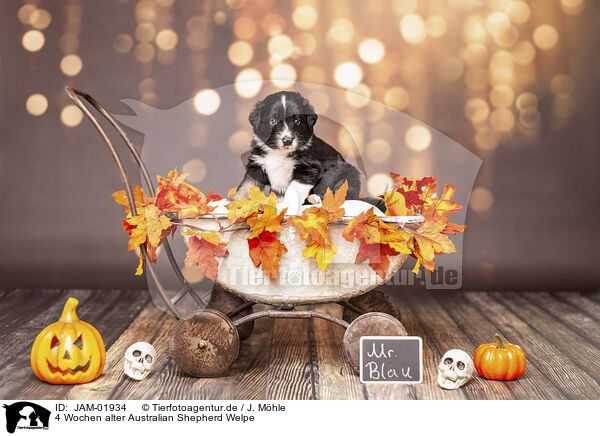 4 Wochen alter Australian Shepherd Welpe / JAM-01934
