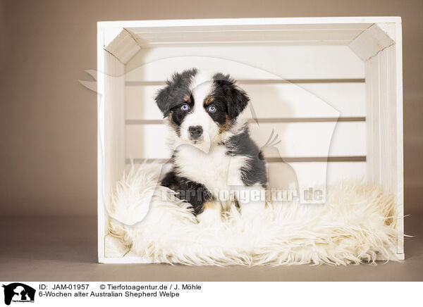 6-Wochen alter Australian Shepherd Welpe / 6-weeks old australian shepherd puppy / JAM-01957