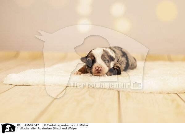 1 Woche alter Australian Shepherd Welpe / 1 week old Australian Shepherd puppy / JAM-02047