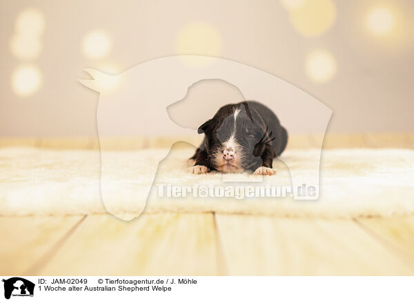 1 Woche alter Australian Shepherd Welpe / 1 week old Australian Shepherd puppy / JAM-02049