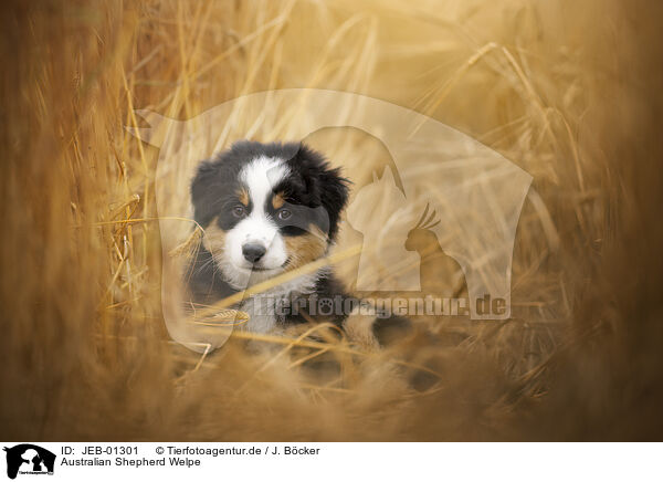 Australian Shepherd Welpe / Australian Shepherd Puppy / JEB-01301