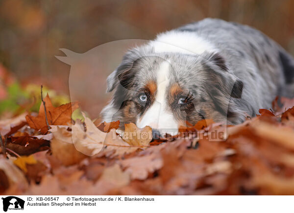 Australian Shepherd im Herbst / Australian Shepherd in autumn / KB-06547