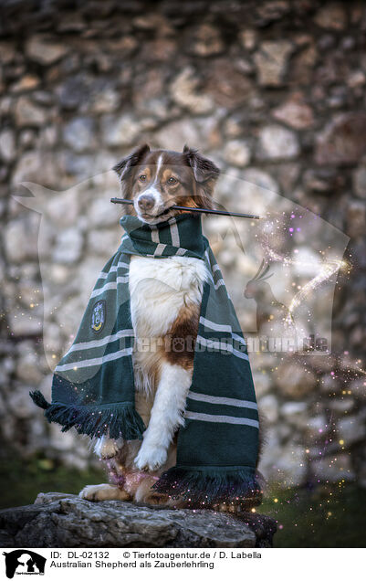 Australian Shepherd als Zauberlehrling / DL-02132