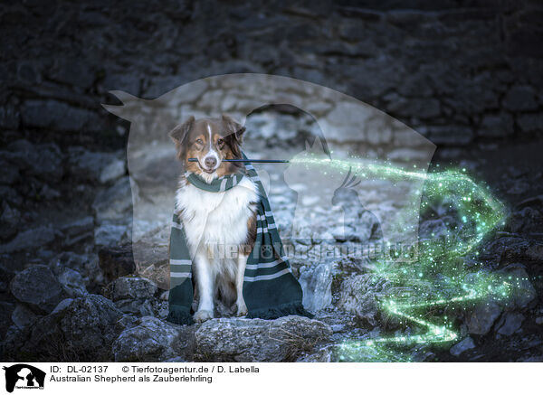 Australian Shepherd als Zauberlehrling / Australian Shepherd as sorcerer's apprentice / DL-02137