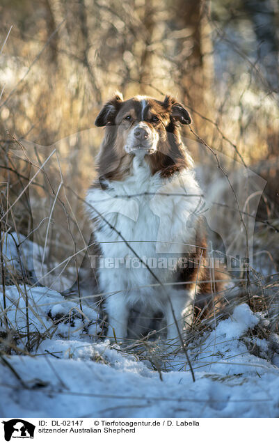 sitzender Australian Shepherd / sitting Australian Shepherd / DL-02147