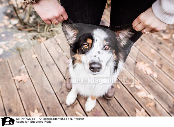 Australian Shepherd Rde / male Australian Shepherd / NP-02053