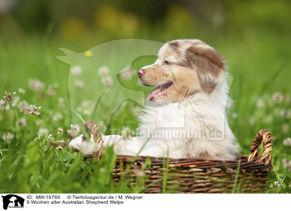 9 Wochen alter Australian Shepherd Welpe / 9 weeks old Australian Shepherd puppy / MW-19769