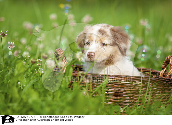 9 Wochen alter Australian Shepherd Welpe / 9 weeks old Australian Shepherd puppy / MW-19771