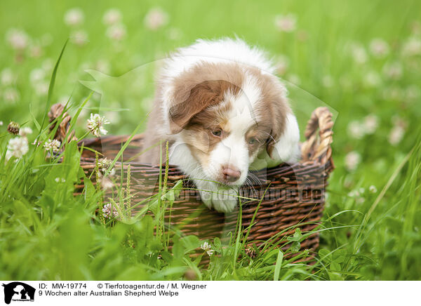 9 Wochen alter Australian Shepherd Welpe / 9 weeks old Australian Shepherd puppy / MW-19774
