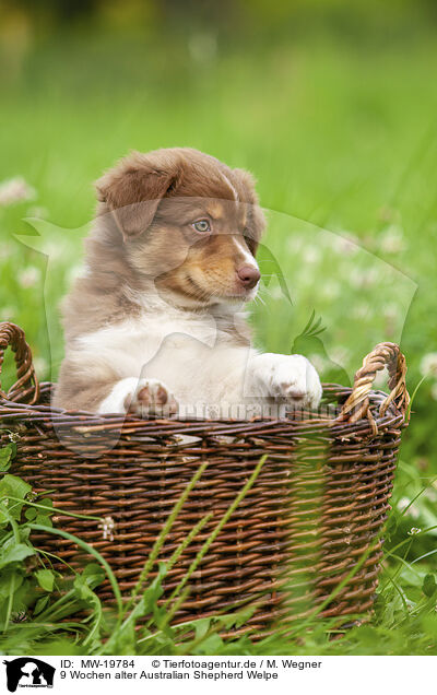 9 Wochen alter Australian Shepherd Welpe / 9 weeks old Australian Shepherd puppy / MW-19784