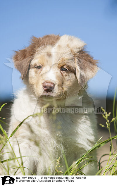 8 Wochen alter Australian Shepherd Welpe / 8 weeks old Australian Shepherd puppy / MW-19995