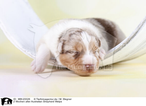 2 Wochen alter Australian Shepherd Welpe / 2 weeks old Australian Shepherd puppy / MW-20026