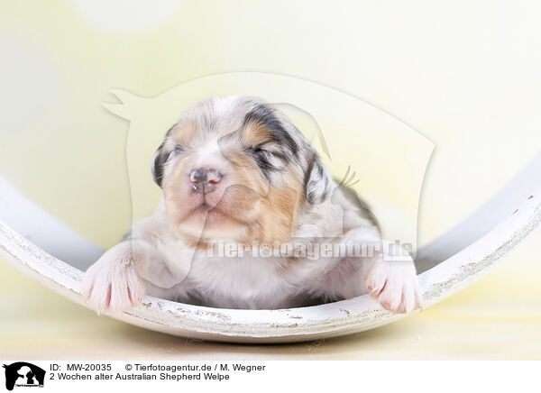 2 Wochen alter Australian Shepherd Welpe / 2 weeks old Australian Shepherd puppy / MW-20035