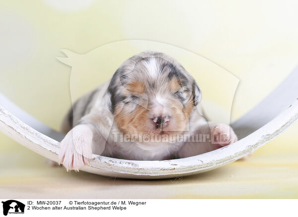 2 Wochen alter Australian Shepherd Welpe / 2 weeks old Australian Shepherd puppy / MW-20037