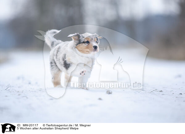 5 Wochen alter Australian Shepherd Welpe / MW-20117