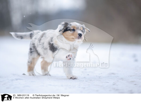 5 Wochen alter Australian Shepherd Welpe / MW-20119