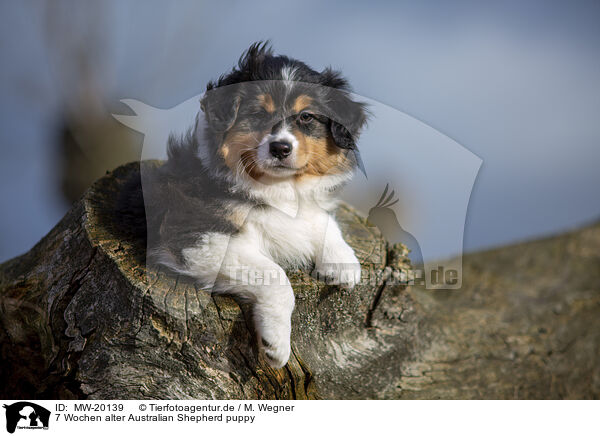 7 Wochen alter Australian Shepherd puppy / MW-20139