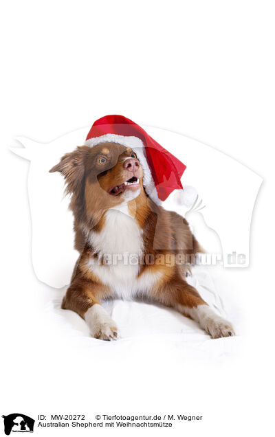 Australian Shepherd mit Weihnachtsmtze / Australian Shepherd with santa hat / MW-20272