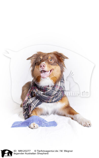 liegender Australian Shepherd / lying Australian Shepherd / MW-20277