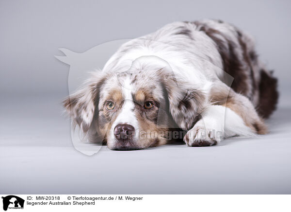liegender Australian Shepherd / lying Australian Shepherd / MW-20318