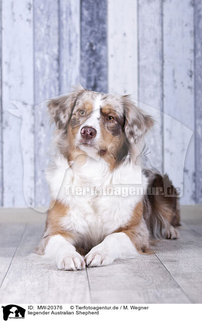 liegender Australian Shepherd / lying Australian Shepherd / MW-20376