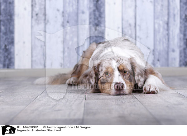 liegender Australian Shepherd / lying Australian Shepherd / MW-20381
