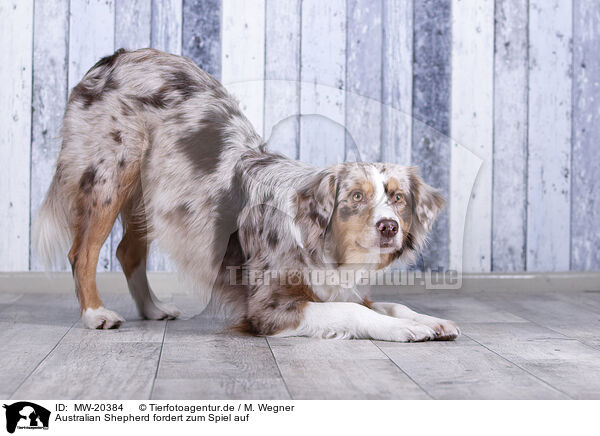 Australian Shepherd fordert zum Spiel auf / Australian Shepherd invites to play / MW-20384