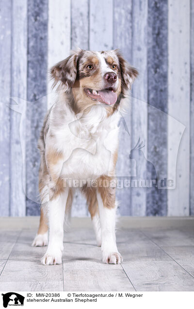 stehender Australian Shepherd / standing Australian Shepherd / MW-20386